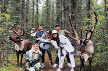 45 Minute Private Reindeer Tour