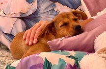 Puppies and Movies: A Feel-Good Film Night with Rescue Pups
