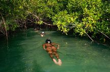 2 Hour Mangrove Kayak and Snorkel Tour