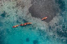 1 Hour Mangrove Kayak Tour