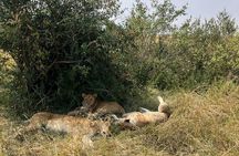 Maasai Mara Daytrip from Nairobi and Naivasha 