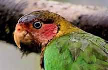 Mindo Birdwatching Discover the Hidden Wonders of Ecuador