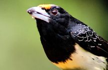Mindo Birdwatching Discover the Hidden Wonders of Ecuador