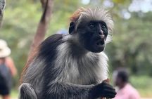 Jozani forest + Spice Tour +stone Town tour 