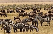 7 Days Safaris and National Parks In Kenya