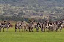 Akagera National Park Wildlife Experience