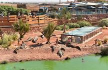 Agadir Croco Park and Argan Goat Farm Adventure
