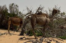 2 - Hour Quad Bike Adventure in Essaouira Desert with Moroccan Tea
