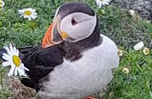 The Puffin Express