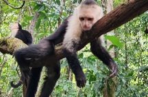 Monkey Mangrove Boat Tour in Manuel Antonio Costa Rica