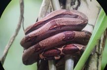 Monkey Mangrove Boat Tour in Manuel Antonio Costa Rica