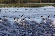 1 Hour Florida Everglades Wildlife Tour