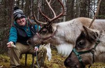 45 Minute Private Reindeer Tour