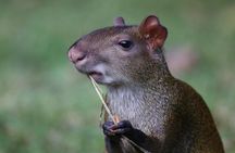 Birding, Breakfast & Critters with a Local Naturalist