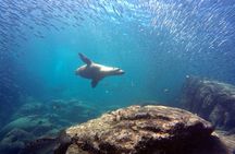 Scuba Diving Adventure in La Paz