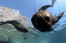 Scuba Diving Adventure in La Paz