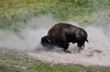 Private Winter Wildlife Tour in Yellowstone Park's Northern Range