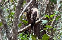 Gatun Expedition Monkey island Tour