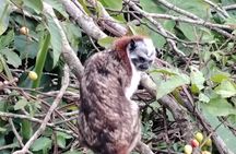 Gatun Expedition Monkey island Tour