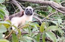 Gatun Expedition Monkey island Tour (private, min 2 pax)