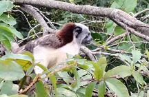 Gatun Expedition Monkey island Tour (private, min 2 pax)