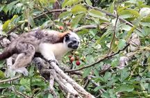 Gatun Expedition Monkey island Tour (private, min 2 pax)