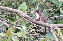 Gatun Expedition Monkey island Tour (private, min 2 pax)