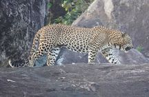 4 Hours Private Yala Safari Day Tour