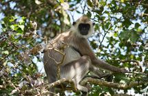 4 Hours Private Yala Safari Day Tour