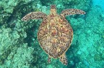 Bali Snorkeling at Blue Lagoon with Waterfall, Lunch & Transport 