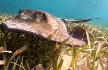 Full Day Snorkeling Adventure in Belize