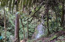 Hiking through the Cocora Valley Waterfalls