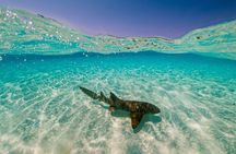 Roatan Private East End & Pigeon Cays Day Charters & Tours