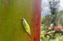Explore El Yunque National Forest Guided Nature Adventure