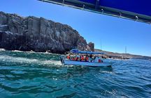 Swim with Sea Lions in La Paz