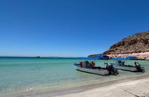 Swim with Sea Lions in La Paz