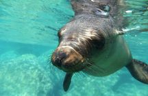 Swim with Sea Lions in La Paz
