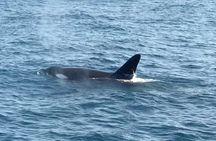 Whale Watching Mirissa in Sri Lanka with Pickup and Breakfast