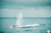 Whale Watching Mirissa in Sri Lanka with Pickup and Breakfast