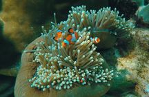 Full Day Snorkeling Tour to Koh Rok and Koh Haa from Koh Lanta