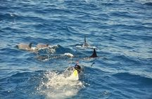 All-inclusive Elite VIP Dolphin House with Massage & Water Sport