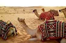 4hr Desert Safari: Sunset,Sunrise,Camel,Sand boarding,Inland Sea