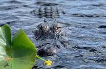 Miami: 90 Minute Private Everglades Airboat Ride 