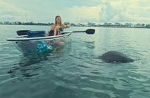 2-Hour Clear Kayak Mangrove Tunnel Eco Tour - Sarasota