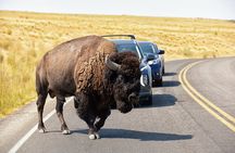 Antelope Island Wildlife Expedition Great Salt Lake Adventure