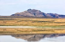 Antelope Island Wildlife Expedition Great Salt Lake Adventure