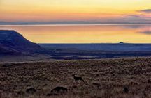 Antelope Island Wildlife Expedition Great Salt Lake Adventure