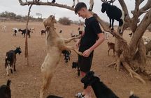 Goat on Tree and Cable Car Experience with Agadir Market