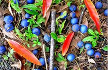 Kona Cloud Forest and Coffee Tour with Sea Turtle Beach Visit