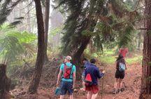 Kona Cloud Forest and Coffee Tour with Sea Turtle Beach Visit